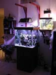 lightscompare1