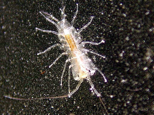 critter1