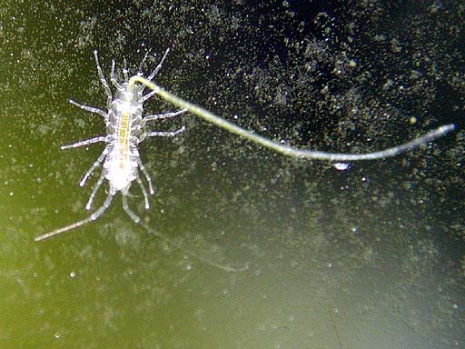 critter3