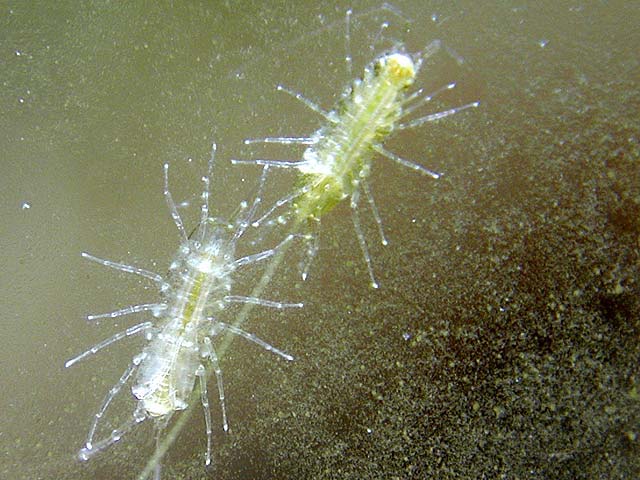 critter8