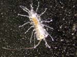 critter1