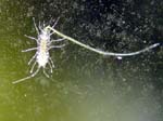 critter3
