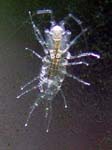 critter4