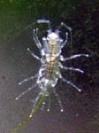 critter5