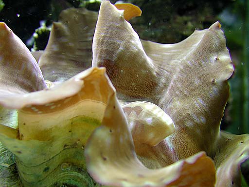 clam1