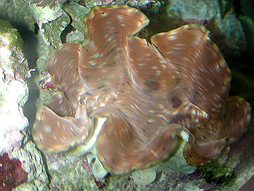 clam2