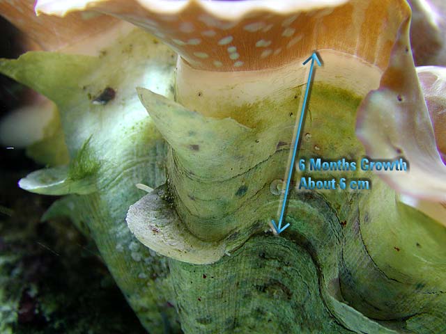clamgrowth
