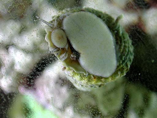 snail