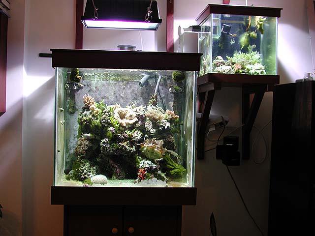 tankswithnewbulbs1