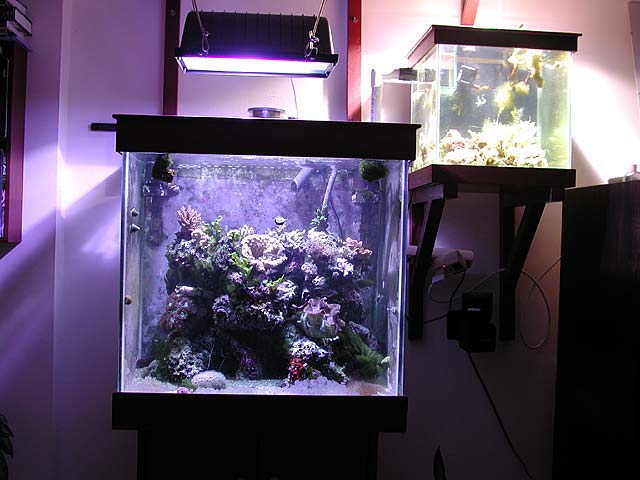 tankswitholdbulbs