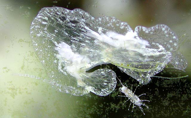 blob1