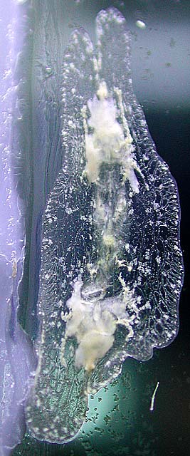 blob4