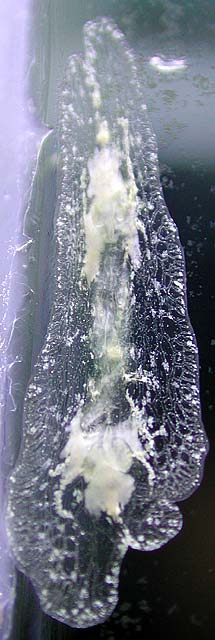 blob5