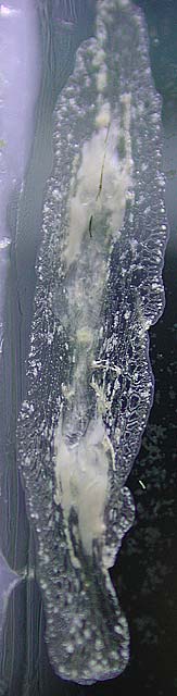blob7