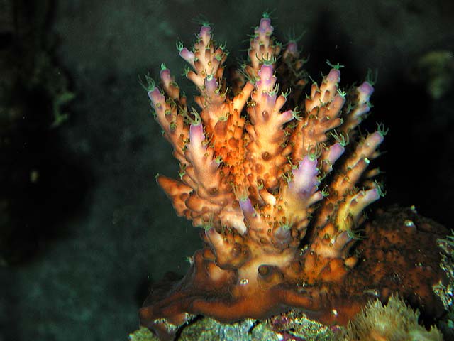 acro2