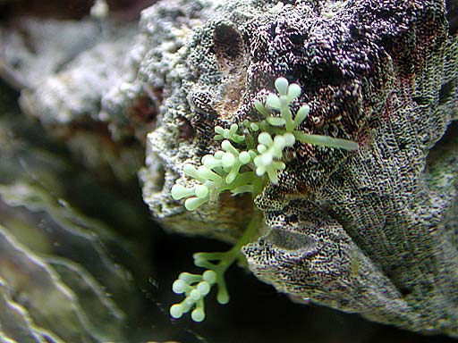 macro1