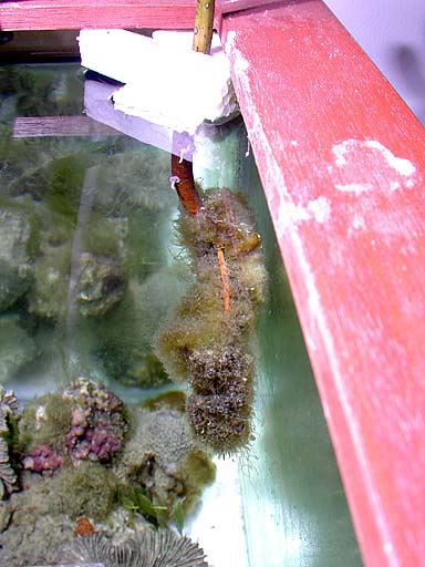 mangrove2