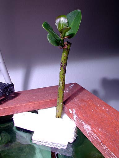mangrove3