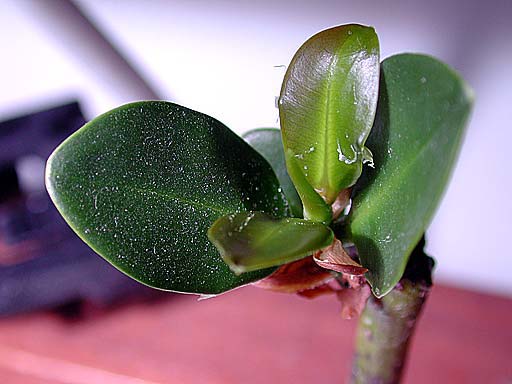 mangrove5