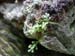 macro1