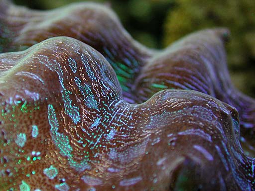 clam1