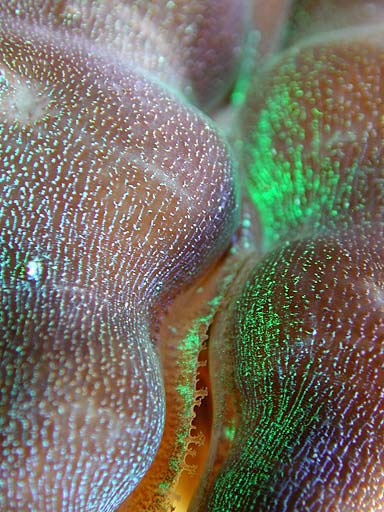 clam3