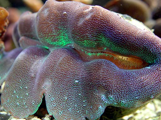 clam4