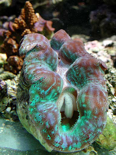 clam6