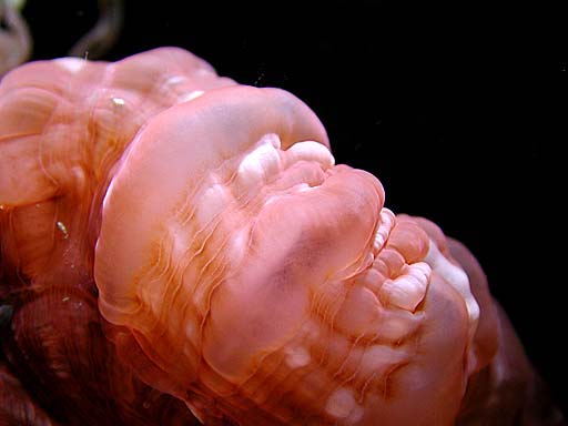 coral1