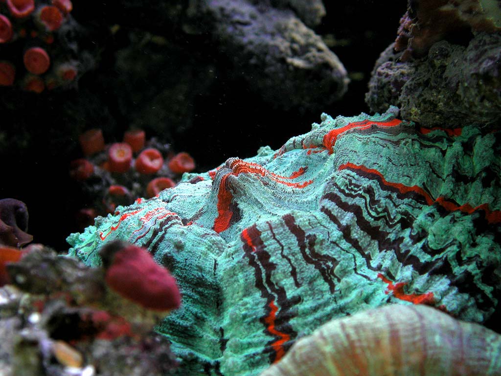 coral2