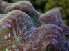 clam1