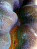 clam2