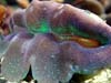 clam4