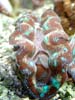 clam5