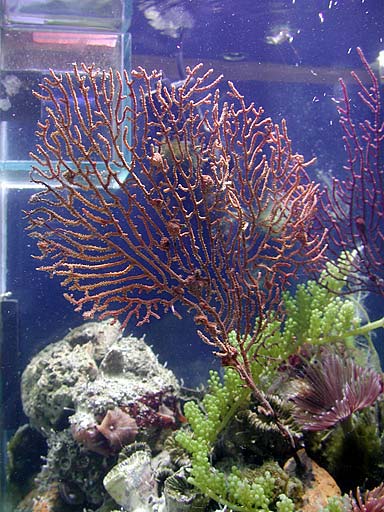 gorgonian