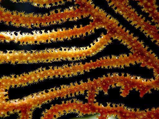 gorgonian1
