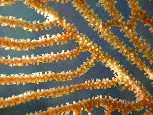 gorgonian2