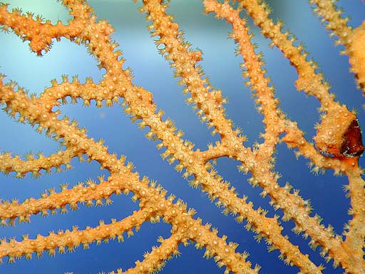 gorgonian3