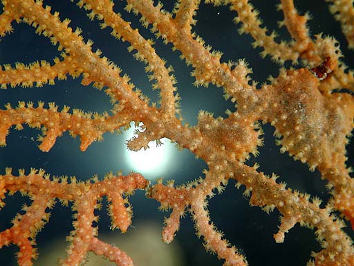 gorgonian4