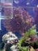 gorgonian