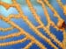 gorgonian3