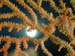gorgonian4