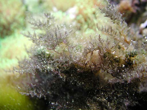 algae1