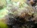 algae1