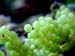 caulerpa