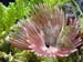 feather